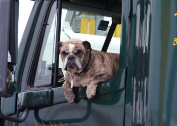 Czy zawodowy kierowca może podróżować z psem?